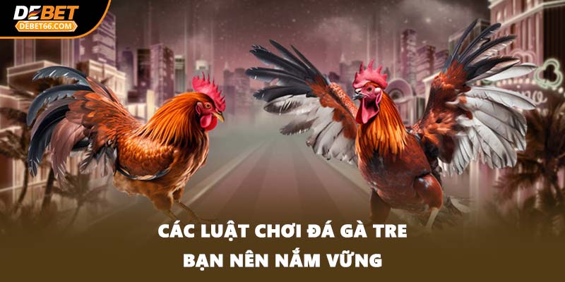 Các luật chơi đá gà tre bạn nên nắm vững