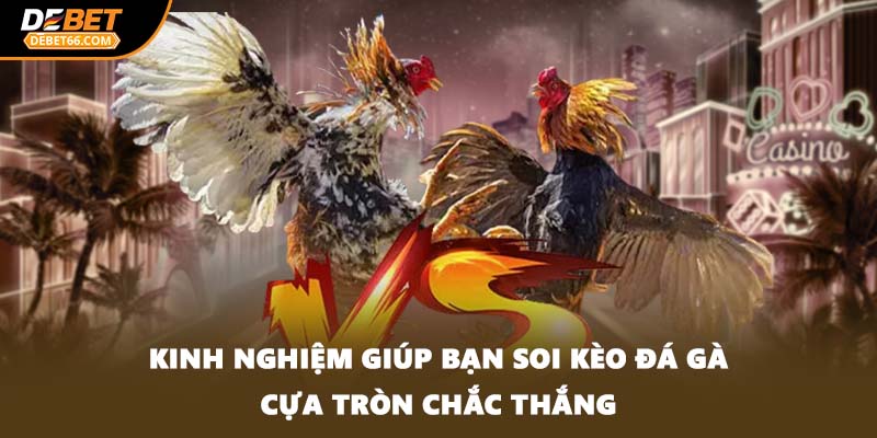 Kinh nghiệm giúp bạn soi kèo đá gà cựa tròn chắc thắng