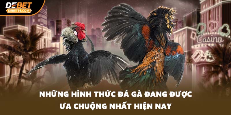 Những hình thức đá gà đang được ưa chuộng nhất hiện nay